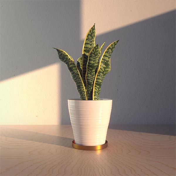 plant_thumb